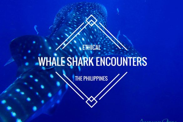 whale sharks luzon philippines